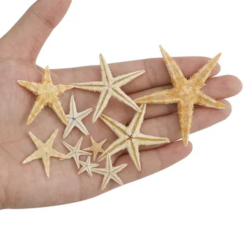 1 1 Langelis-5cm Gamtos Žvaigždė Seashell Beach Amatų Natūralus Jūros Žvaigždės 
