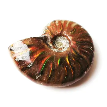 1pc Retos Raudonos Šviesos Ammonite Iškastinio Shell Spalvinga Iškastinio kriauklių Kolekcija Mineralinių Pavyzdys