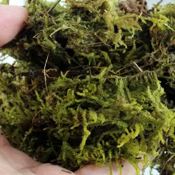 2020 Naujas 100g Natūralaus Terariumai Moss Roplių Vėžlys Samanų ir Substrato Buveinių