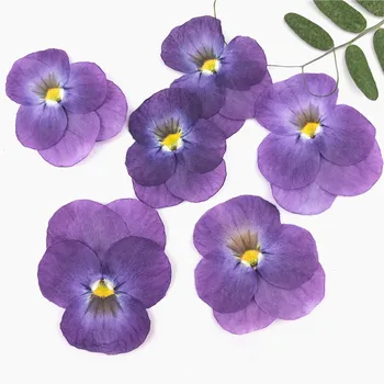 24pcs,Natūralių Presuotų Horned violetiniai,Amžinas Džiovintos Gėlės 