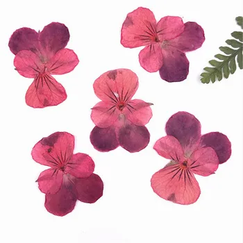 24pcs,Natūralių Presuotų Horned violetiniai,Amžinas Džiovintos Gėlės 