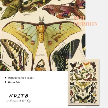 Drugelis Vabzdžių Derliaus Plakatas Papillons Spausdinti Paveikslai Tapyba Biologijos Mokslo Wall Paveikslų Šiuolaikinių Studijų Kambario Apdaila