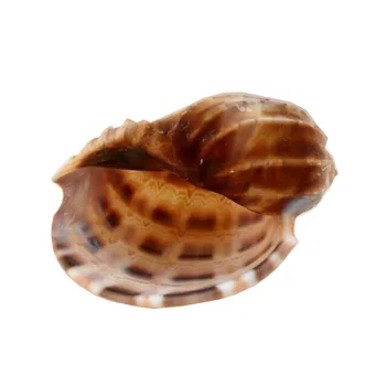 Gamtos Sea Shell Namų Vestuvių biuro Apdailos 7cm - 8cm