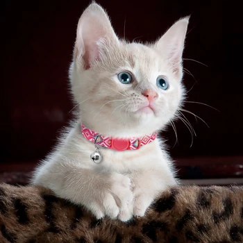 Greito Atleidimo Kačių Antkaklis Reguliuojamas Mažas Šuniukas Katės Antkakliai Bell Saugos Atsiskyrusių Pet Kačiukas Antkaklis Šunims, Katėms Pet Products