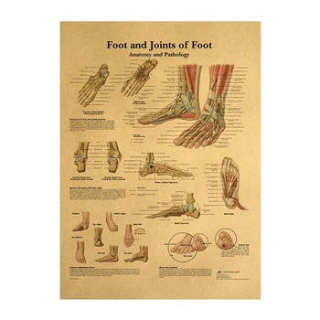 Kūno Struktūra, Skeletas, Nervų Sistemos, Senovinių Plakatų Medicinos Decoracion Tapybos Sienos Meno Kraft Popieriaus, Plakatai, Sienų Lipdukai