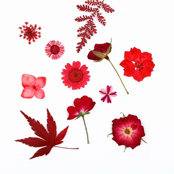 Raudona Džiovinti Gamtos Nekilnojamojo Gėlių Asortimentas Paspaudus Klevo Lapų Herbariumo Lapas Gėlių Dekoracija Dervos Amatų Dervos Meno Reikmenys