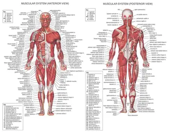 Tendencija Žmogaus Raumenų Sistemą, Plakatai Šilko Anatomija Diagramos Žmogaus Kūno Mokyklos Medicinos Mokslų Mokymo Įranga Namų Puošybai