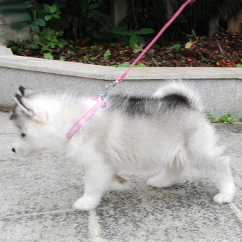 Šuo, Katė Antkaklio, Pavadėlio Reguliuojamas Antkaklis būti su Bell už Šuniuką Mažų Šunų Lauko Pėsčiomis Čihuahua Terier veislės kalytę