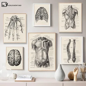 Žmogaus Anatomija Kūrinys Medicinos Sienos Nuotrauka Raumenų Skeletas Derliaus Plakatas Šiaurės Drobė Spausdinti Švietimo Tapyba, Modernus Dekoro