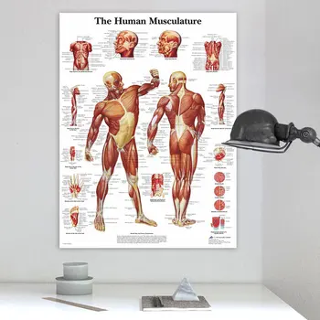 Žmogaus Anatomija Raumenų Sistema Meno Plakatas Spausdinimo Kūno Žemėlapį, Drobės, Sienos Nuotraukas Švietimo Namų Dekoro