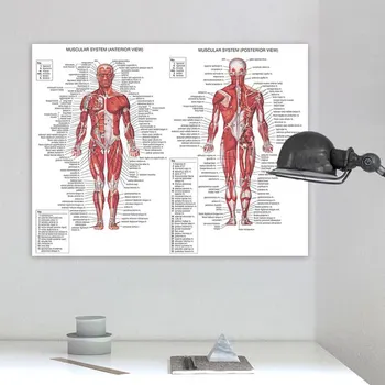 Žmogaus Anatomija Raumenų Sistema Meno Plakatas Spausdinimo Kūno Žemėlapį, Drobės, Sienos Nuotraukas Švietimo Namų Dekoro