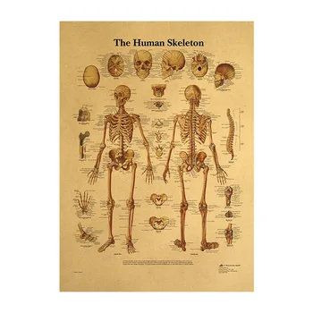 Žmogaus kūno raumenų sistemos Struktūra HD Derliaus Popieriaus Plakatas Baras Namų Dekoro Retro Kraft Popierius, Tapybos 42x30cm