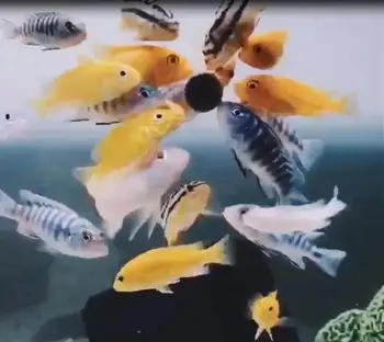 Žuvų Maisto Tabletės Spirulina Dribsniai Sveikas Ocean Nutrition Žuvų Maisto Akvariumas Dekoratyvinės Žuvys, Tropinių Žuvų Pet Home 10/20pcs